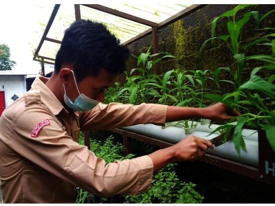 Siswa Memanen Sayur 2
