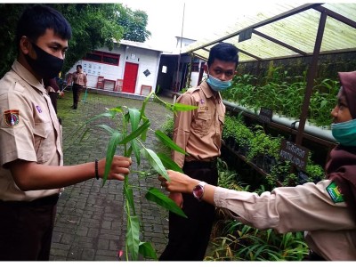 Sayur Hasil Panen