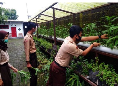 Siswa Memanen Sayur 